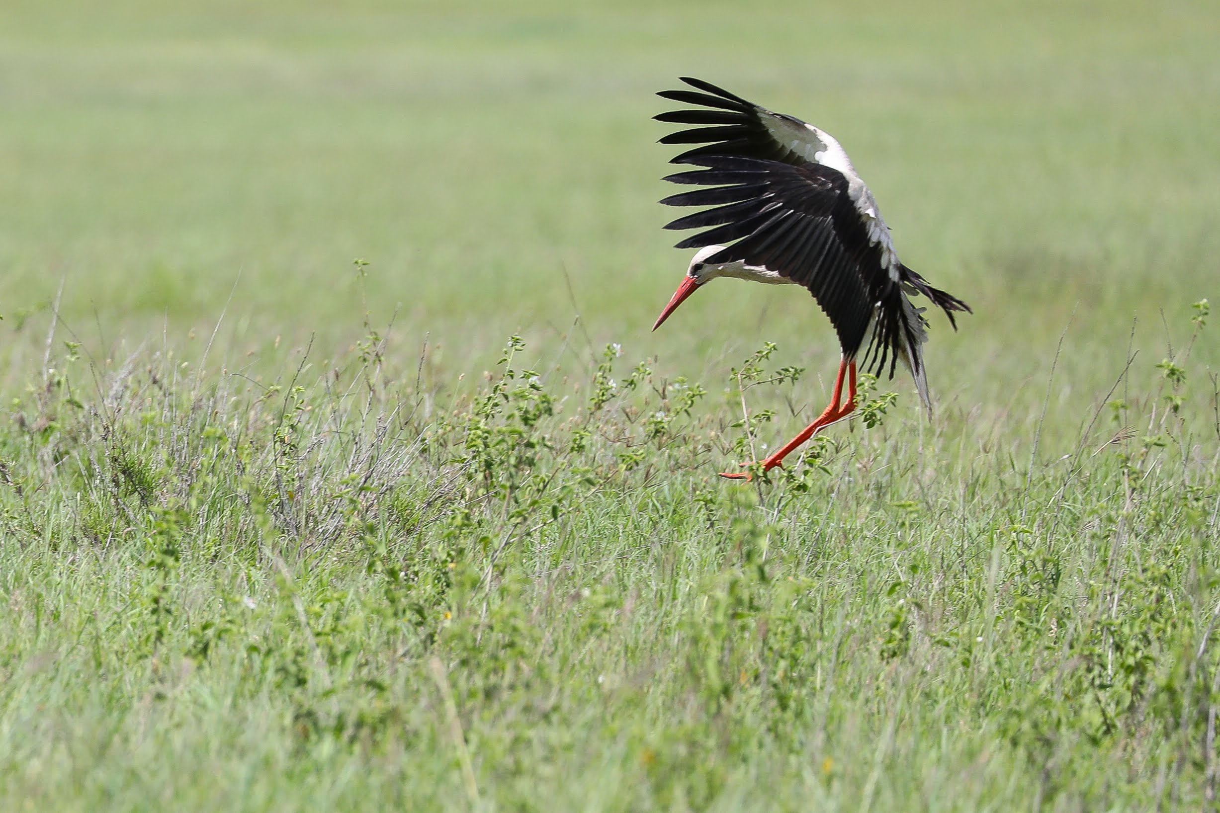 Safari Stories & Travel Guides