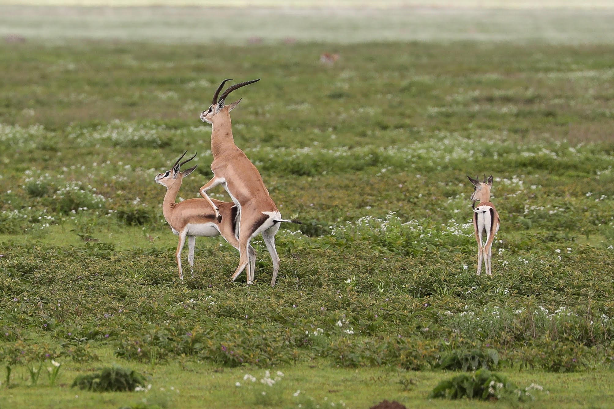 Tanzania wildlife with Tamri International