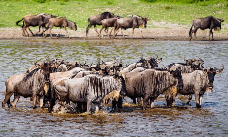 Wildebeest herd standing in shallow water in Tanzania