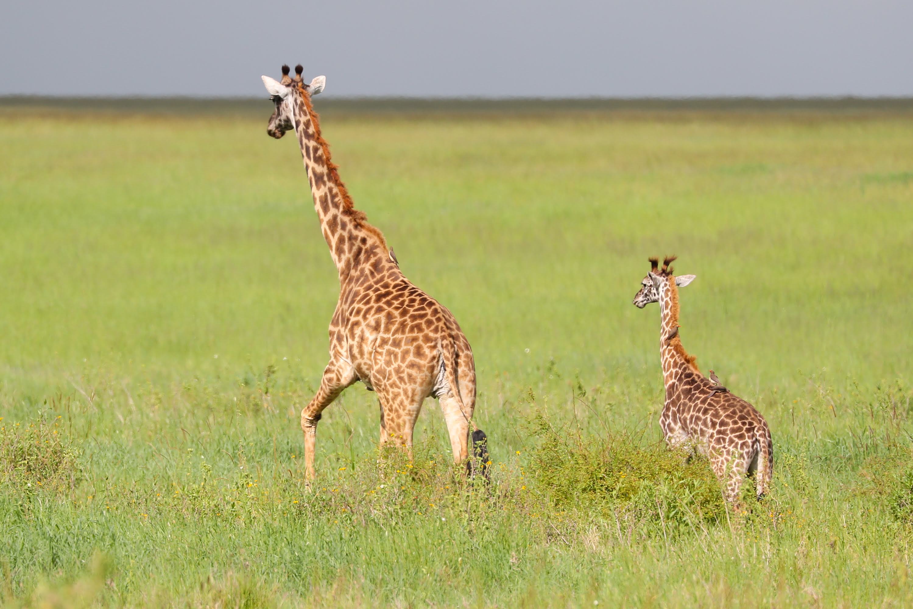 Safari wildlife in Tanzania