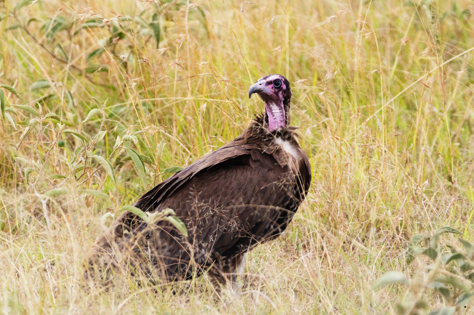 Tanzania Safaris – Where Adventure Meets the Wild