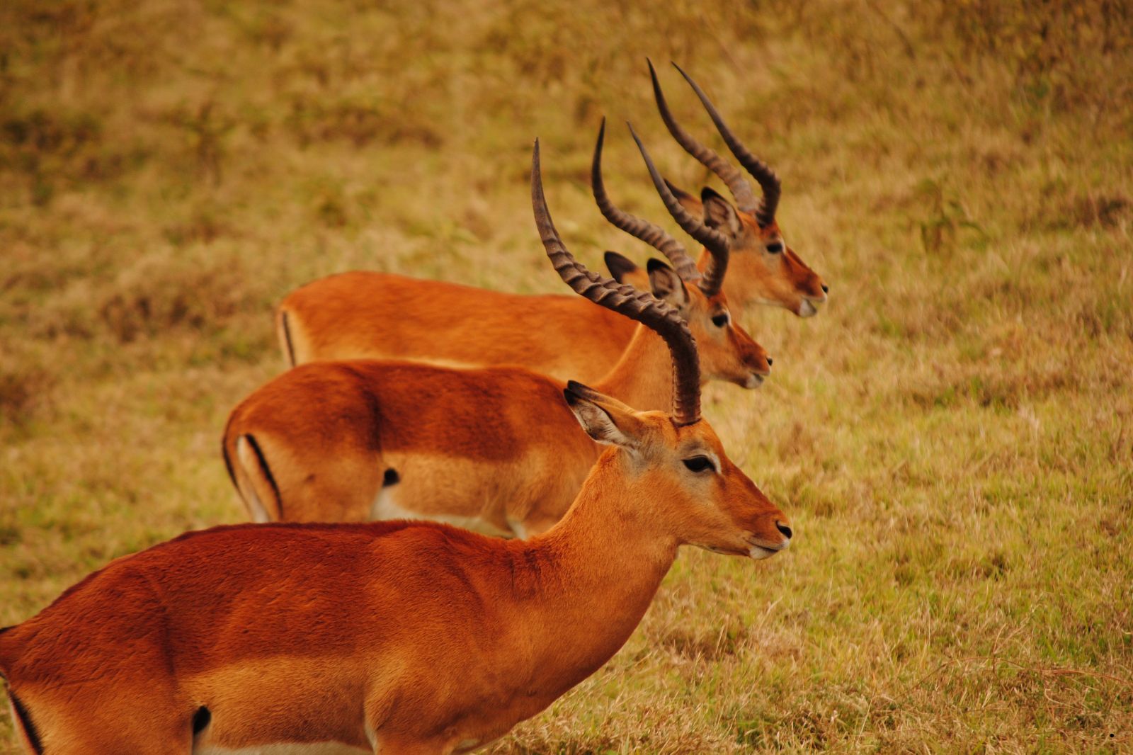 The Ultimate Guide to Planning Your Tanzania Safari